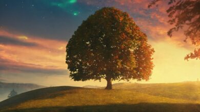 moviextentacion tree